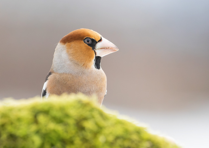 Glezg hrubozobý ( (lat. Coccothraustes coccothraustes)