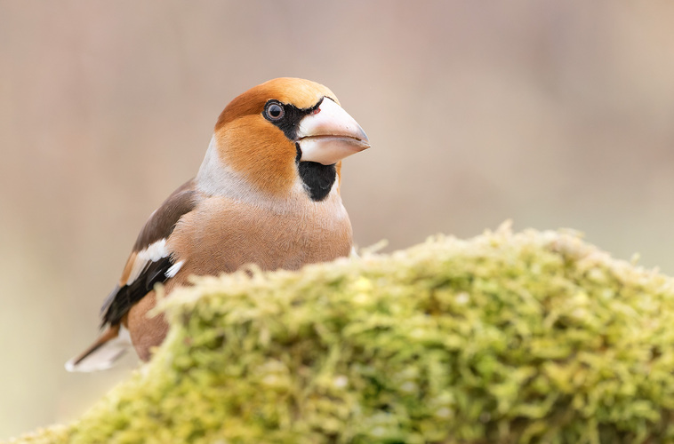 Glezg hrubozobý ( (lat. Coccothraustes coccothraustes)