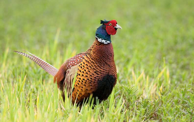 Bažant obyčajný (Phasianus colchicus) 