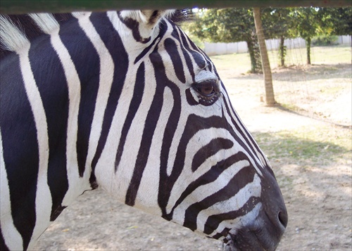 zebra...