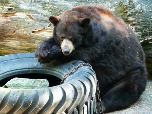 Médvěd-zoo olomouc