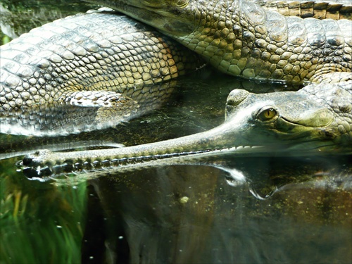 Krokouš-zoo praha