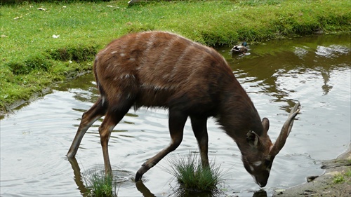 Zoo praha