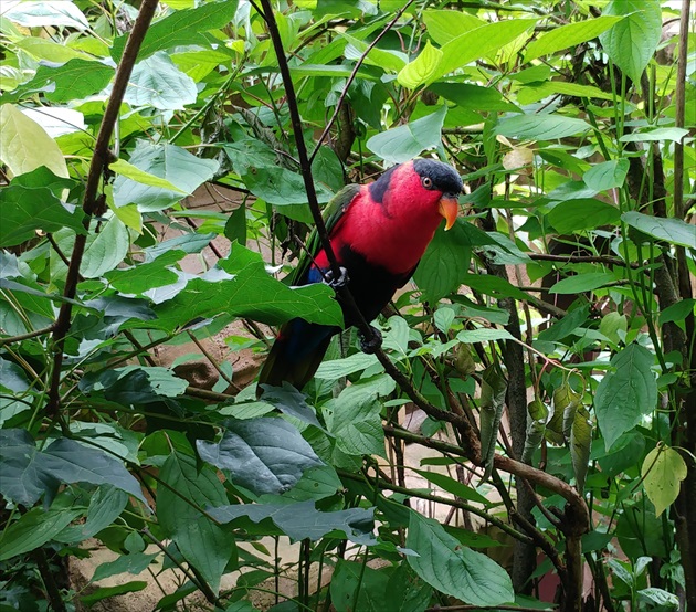 Papušek-zoo
