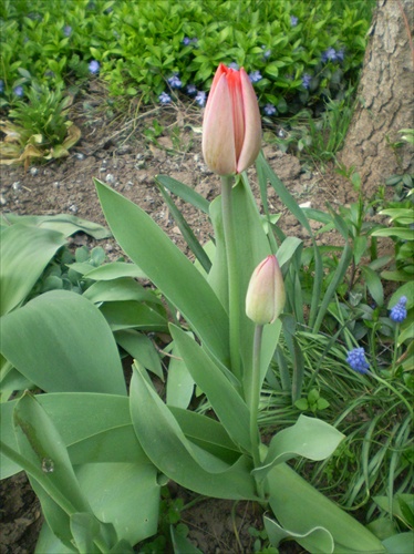 Tulipani