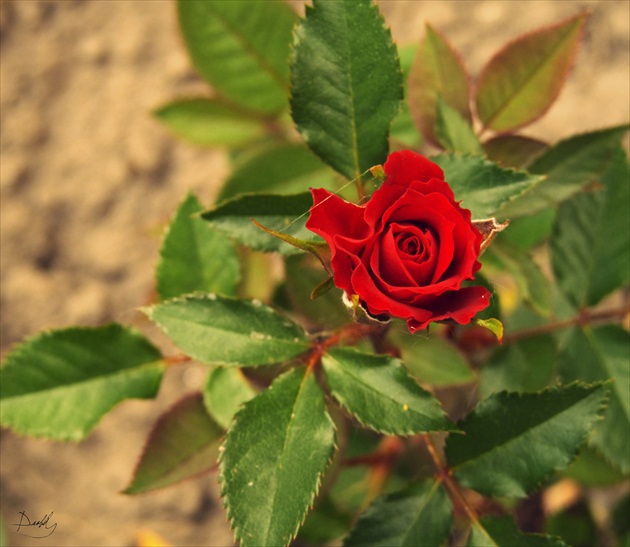 Simple Red Rose