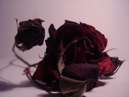 black rose