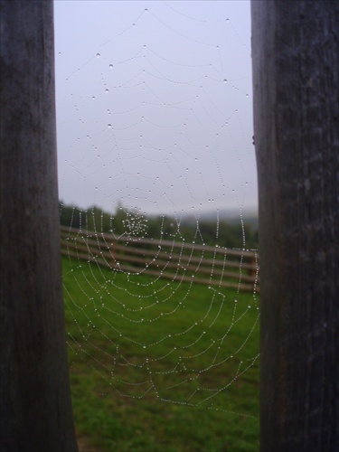 through the net