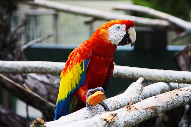 Parrot & Carrot