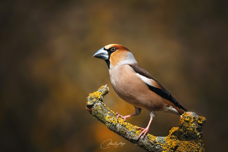 Glezg hrubozobý (Coccothraustes coccothraustes)