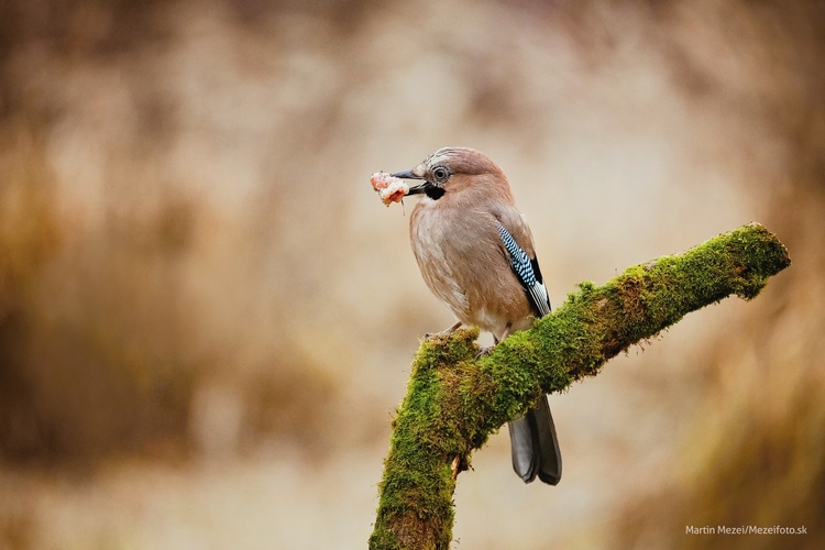 Sojka obyčajná - Garrulus glandarius