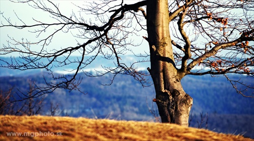 ... tree on calvary ...