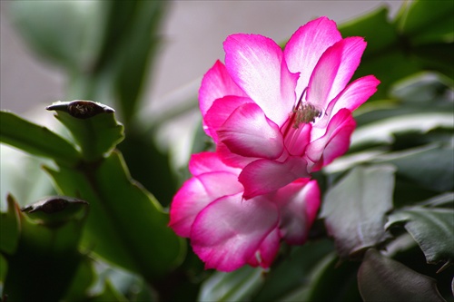 Cactus flower...