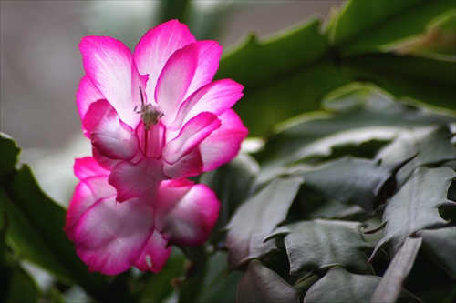 Cactus flower...