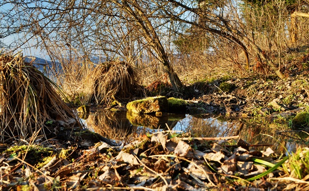 Vyvieračka