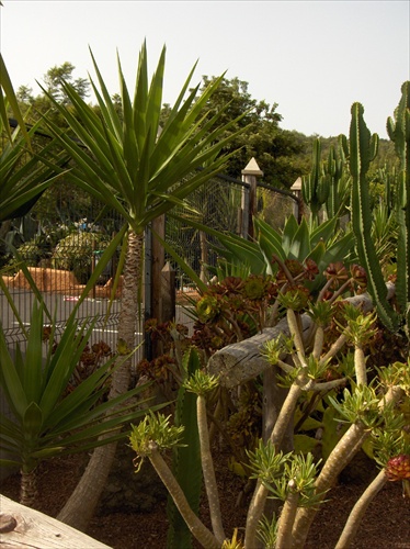 Flóra z Tenerife