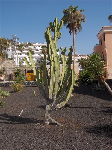 Flóra z Tenerife