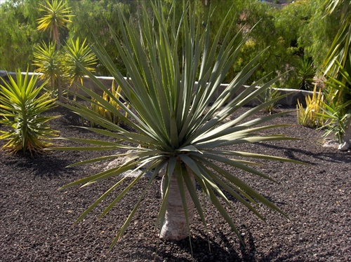 Flóra z Tenerife