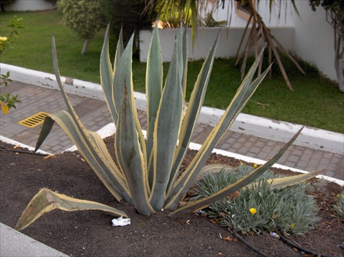 Flóra z Tenerife