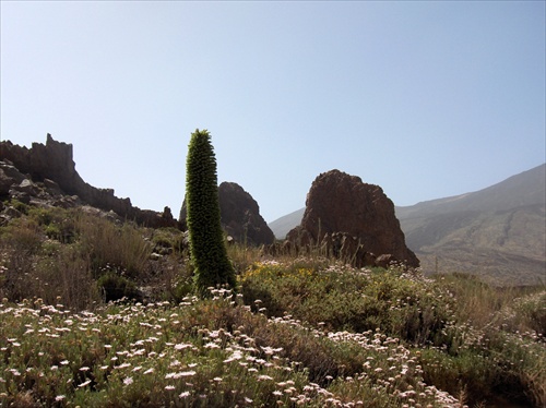 Flóra zTenerife