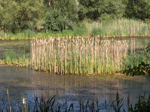 Flora na remene Váhu