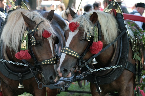 Horse love