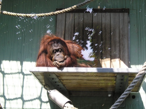 Orangután