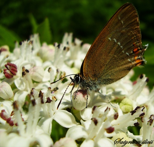 Ostrôžkar cezmínový (Satyrium ilicis)