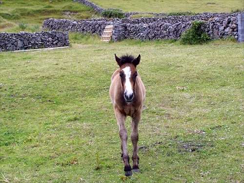 Konik