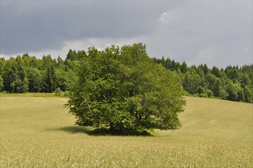 sám...