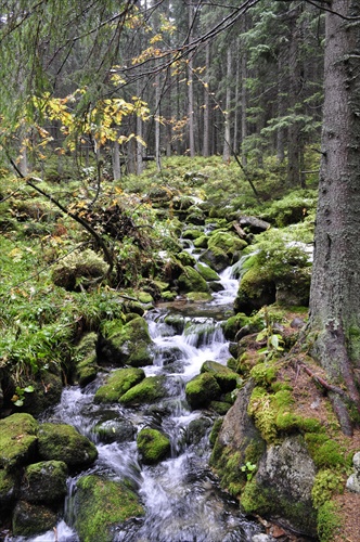 lesná prechádzka