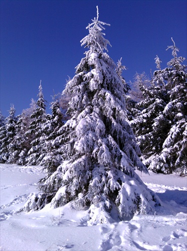 Frozen trees I.