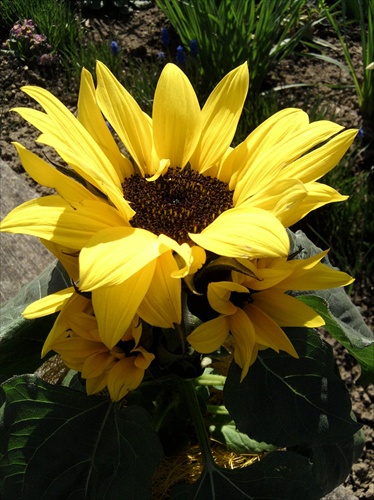 Sunflower