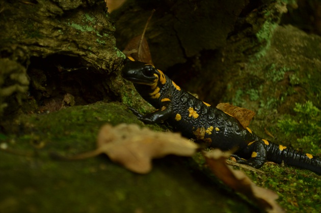 salamandra škvrnitá