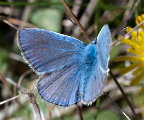 Krásna blue