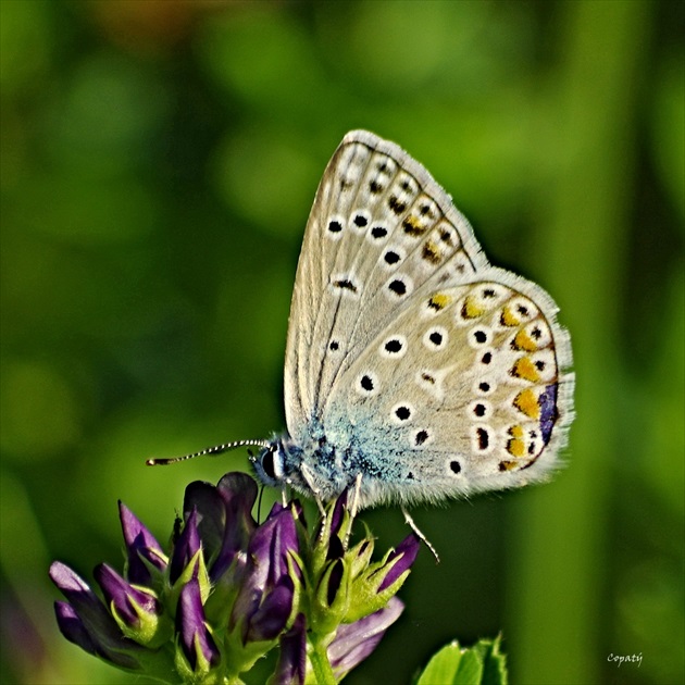 Motýlia krása