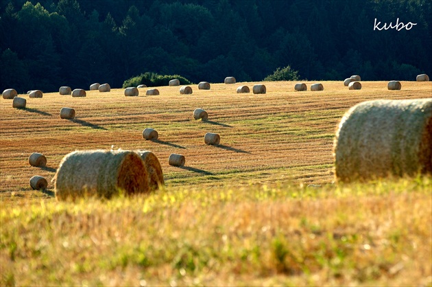 Mičinské lúky