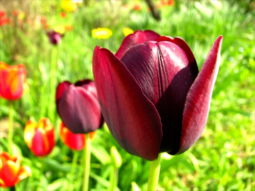 tulipany