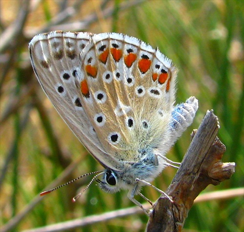 motyl :-)