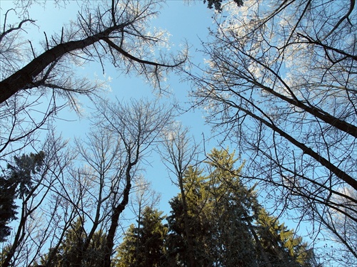 obloha nad stromami