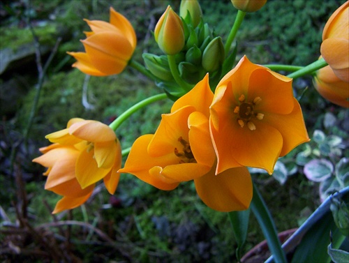 Ornithogalum