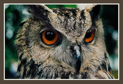 bubo-bubo