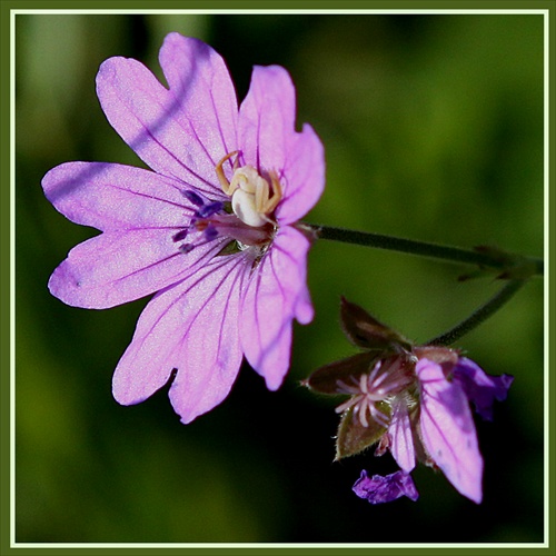 biely pavúčik