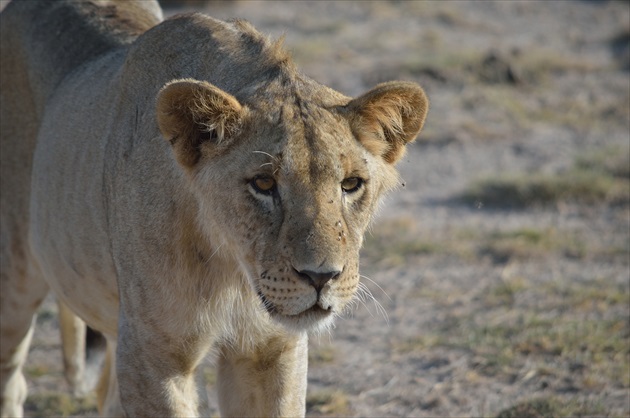 Kenia- Nar. park Amboseli