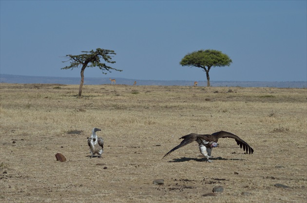 Masai Mara