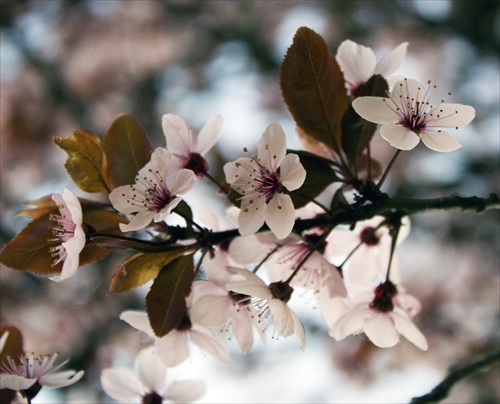 sakura