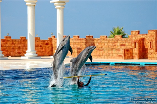 Dolphin show