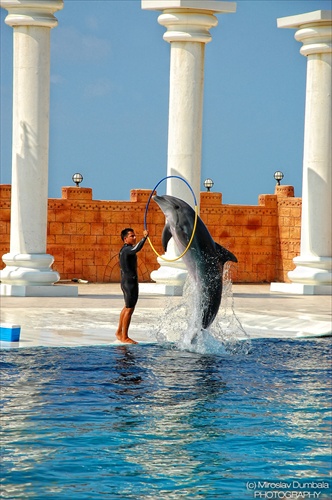 Dolphin show II