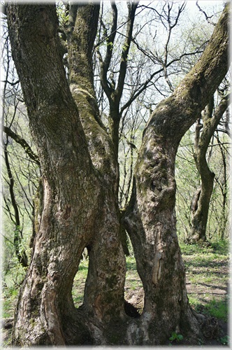 tancujúca jar