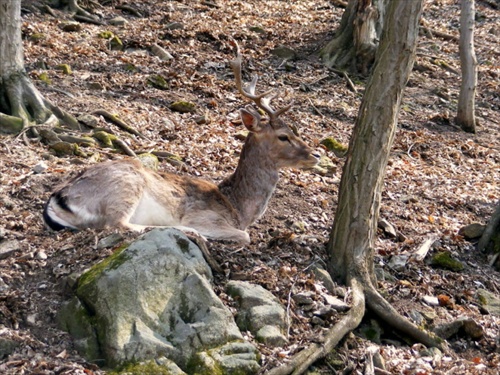 Obedňajšia siesta